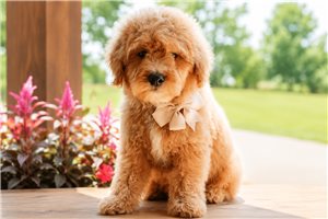 Netty - puppy for sale