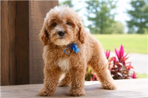 Navy - Goldendoodle for sale