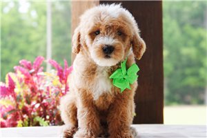 Norbit - puppy for sale
