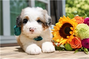 Neo - puppy for sale