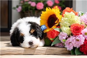 North - puppy for sale