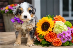 Nashford - Bernedoodle, Mini for sale