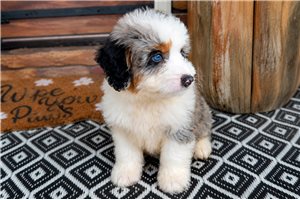 Neo - Bernedoodle, Mini for sale