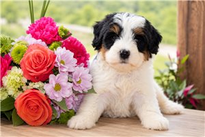 Nester - puppy for sale