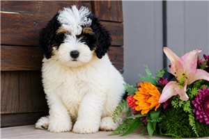 Nico - Bernedoodle, Mini for sale