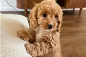 Iris - puppy for sale