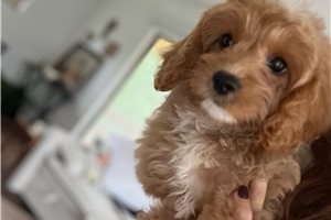 Iris - Cavapoo for sale