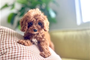 Ingrid - Cavapoo for sale