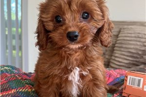 Ingrid - Cavapoo for sale