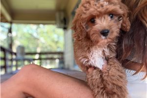 Ignacio - Cavapoo for sale