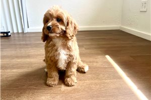 Ignacio - puppy for sale