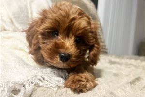 Isabella - puppy for sale