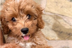 Ignacio - Cavapoo for sale