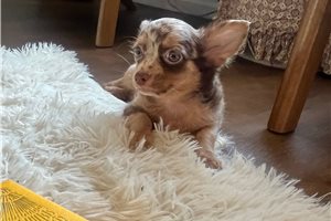 Kinsley - Chihuahua for sale