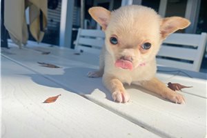 Olympia - puppy for sale