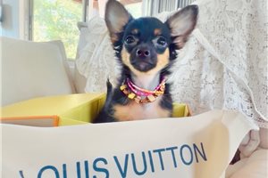 Kerri - Chihuahua for sale