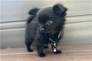 Oliver - Chihuahua for sale