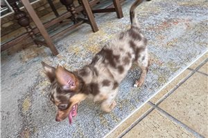 Kinsley - Chihuahua for sale