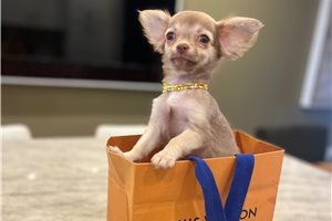 Henry - Chihuahua for sale