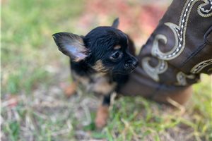 Kerri - Chihuahua for sale