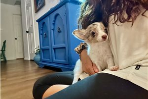 Katie - Chihuahua for sale