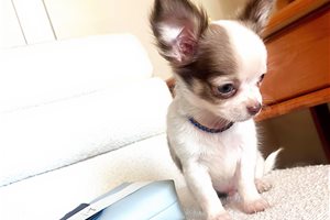 Hudson - puppy for sale