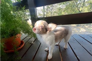 Katie - Chihuahua for sale
