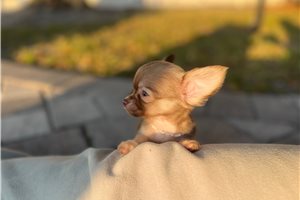Henry - Chihuahua for sale