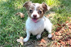 Katie - puppy for sale
