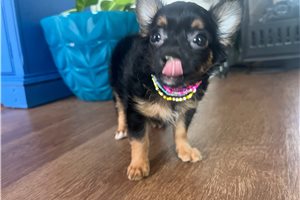 Kerri - Chihuahua for sale