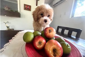 Jersey - puppy for sale