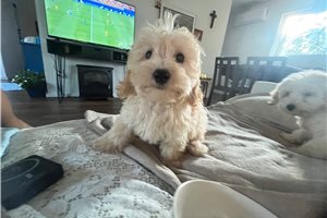 Jillian - Malti Poo - Maltipoo for sale