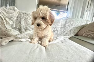 Joey - Malti Poo - Maltipoo for sale