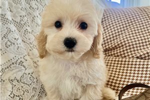 Jupiter - Malti Poo - Maltipoo for sale