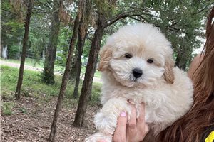Jimmy - Malti Poo - Maltipoo for sale