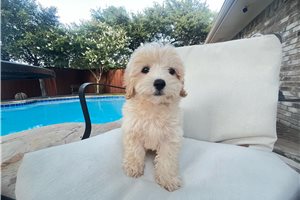 Jupiter - Malti Poo - Maltipoo for sale