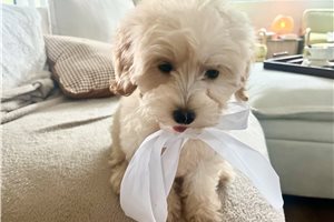 Jillian - Malti Poo - Maltipoo for sale