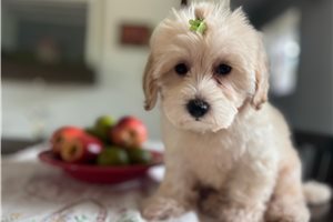 Jillian - Malti Poo - Maltipoo for sale