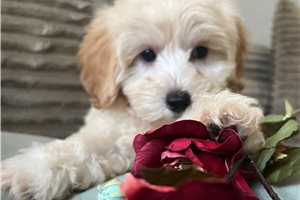 Jillian - puppy for sale