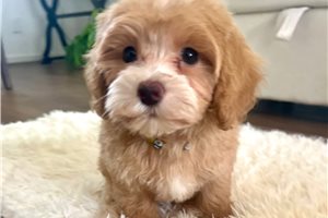 Jersey - puppy for sale