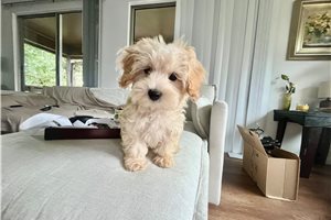Joey - Malti Poo - Maltipoo for sale