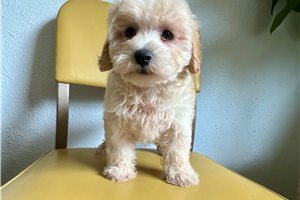 Joey - puppy for sale