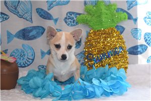 Isaac - Chihuahua for sale