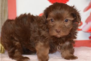Beau - Mixed/Other for sale