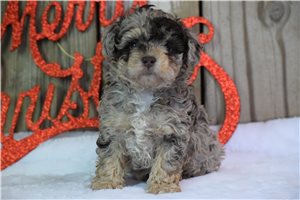 Dodge - Schnoodle for sale
