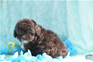 Saint - puppy for sale