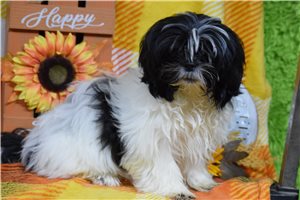 Shih tzu breeders midlands orders