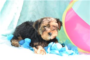 Steven - Yorkshire Terrier - Yorkie for sale