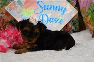 Samantha - puppy for sale