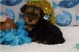 Steven - puppy for sale